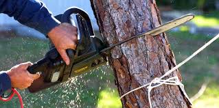 Trusted Holcom, KS Tree Removal and Landscaping Services Experts